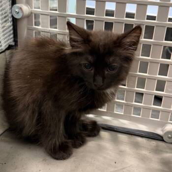 FedEx -  Domestic Medium Hair Cat for Adoption in Greensboro, North Carolina - FedEx | PetCurious