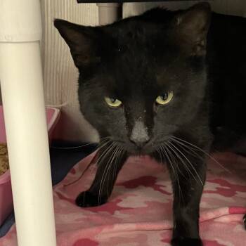 Rescue Domestic Short Hair Cats for Adoption in Grand Rapids, Michigan - LaCross | PetCurious