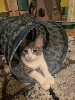 American Shorthair Cats Available for Adoption - Taco Bell | PetCurious