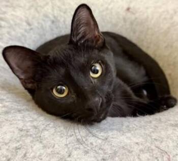 Henrietta -  Domestic Short Hair Cat for Adoption in Arlington, Washington - Henrietta | PetCurious