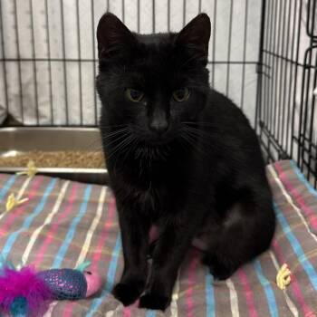 Domestic Short Hair Cats Available for Adoption in Bismarck, North Dakota - Jabani | PetCurious