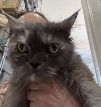 Holy -  Siberian and Maine Coon Cat for Adoption in Brampton, Ontario - Holy | PetCurious
