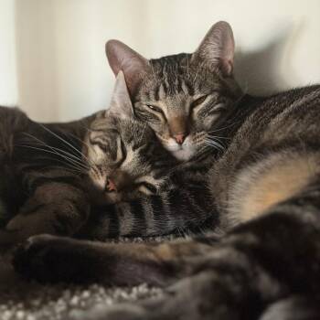 Theo -  Domestic Short Hair Cat for Adoption in Los Angeles, California - Theo | PetCurious