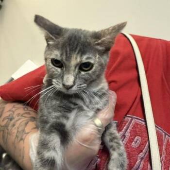 Louie -  Domestic Short Hair Cat for Adoption in Las Vegas, Nevada - Louie | PetCurious