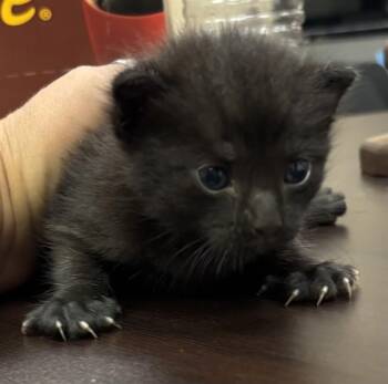 WILBUR WRIGHT -  Domestic Short Hair Cat for Adoption in Corpus Christi, Texas - WILBUR WRIGHT | PetCurious