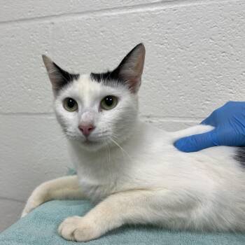 SVAS-Stray-39280 -  Domestic Short Hair Cat for Adoption in Lyndhurst, Virginia - SVAS-Stray-39280 | PetCurious