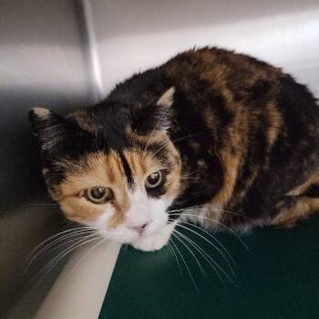 Domestic Short Hair Cats Available for Adoption - Monet | PetCurious