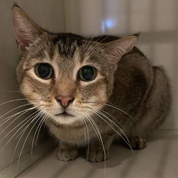 Domestic Short Hair Cats Available for Adoption in Port Charlotte, Florida - Munchy | PetCurious