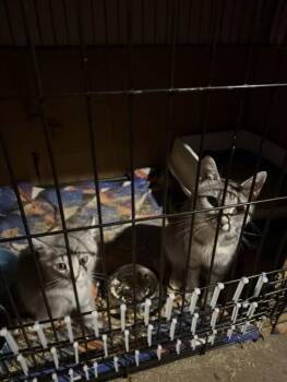 Violet -  Domestic Short Hair Cat for Adoption in Fredericton, New Brunswick - Violet | PetCurious