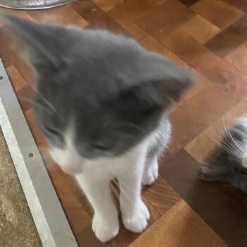 Tink -  Domestic Short Hair Cat for Adoption in Bismarck, North Dakota - Tink | PetCurious