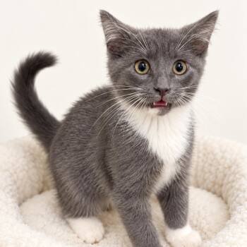 Savannah -  Domestic Short Hair Cat for Adoption in Redwood Falls, Minnesota - Savannah | PetCurious