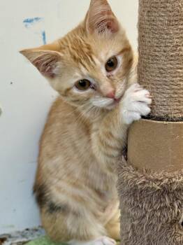 Mcley -  Domestic Short Hair Cat for Adoption in Mckenzie, Tennessee - Mcley | PetCurious