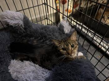 Domestic Short Hair Cats Available for Adoption in St. Cloud, Minnesota - Aryanna | PetCurious
