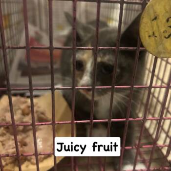Juicy Fruit -  Domestic Short Hair Cat for Adoption in Philadelphia, Pennsylvania - Juicy Fruit | PetCurious