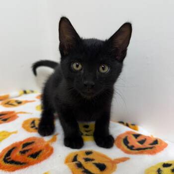 Hex -  Domestic Short Hair Cat for Adoption in Lakewood, California - Hex | PetCurious