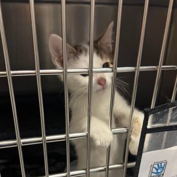 Holy Mackerel -  Domestic Short Hair Cat for Adoption in Charlottesville, Virginia - Holy Mackerel | PetCurious