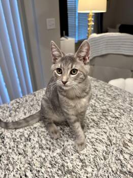 Rescue Domestic Short Hair Cats for Adoption in Richmond, Virginia - Pee Wee | PetCurious