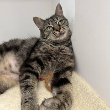 Sage -  Domestic Long Hair Cat for Adoption in La Grange Park, Illinois - Sage | PetCurious