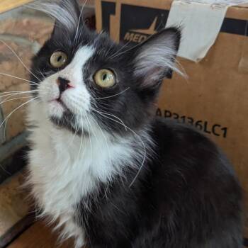 Lady Bug -  Domestic Short Hair Cat for Adoption in Buffalo, Wyoming - Lady Bug | PetCurious