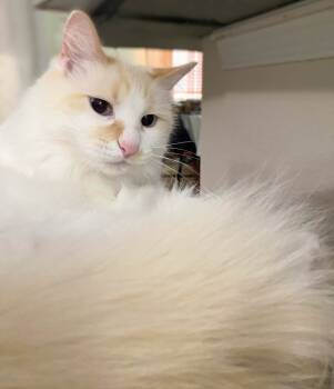 Rescue Siamese Cats for Adoption in New Braunfels, Texas - Chloe | PetCurious