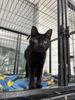 Rescue Domestic Short Hair Cats for Adoption in Vincennes, Indiana - Raven | PetCurious