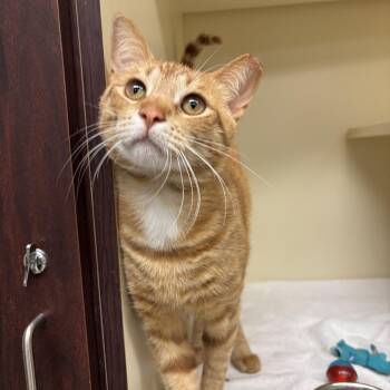 Domestic Short Hair Cats Available for Adoption in Waynesboro, Pennsylvania - Phoenix | PetCurious