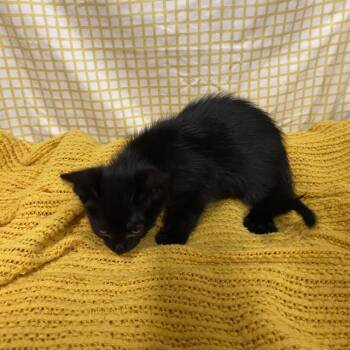 A611693 -  Domestic Medium Hair Cat for Adoption in Modesto, California - A611693 | PetCurious