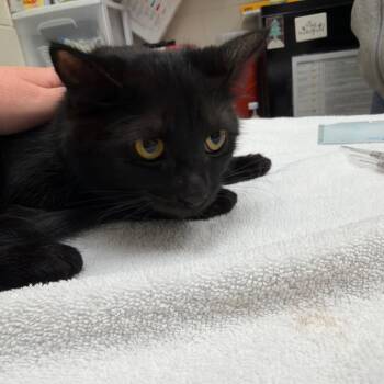 Gaga -  Domestic Short Hair Cat for Adoption in Murray, Utah - Gaga | PetCurious