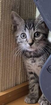 Money Laundering -  Domestic Short Hair Cat for Adoption in Trenton, New Jersey - Money Laundering | PetCurious