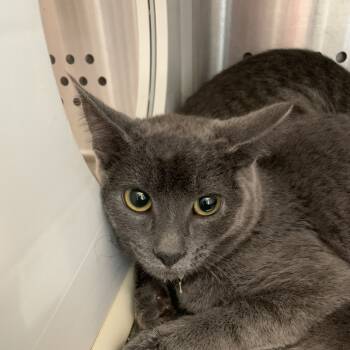 Rescue Domestic Short Hair Cats for Adoption in Washburn, Missouri - Gracelyn | PetCurious