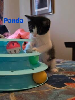 Domestic Medium Hair Cats Available for Adoption in Shrewsbury, Massachusetts - Panda | PetCurious