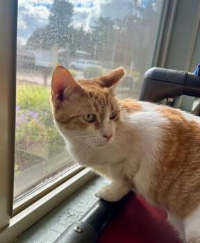 Dunder Mifflin -  Tabby Cat for Adoption in Newberg, Oregon - Dunder Mifflin | PetCurious