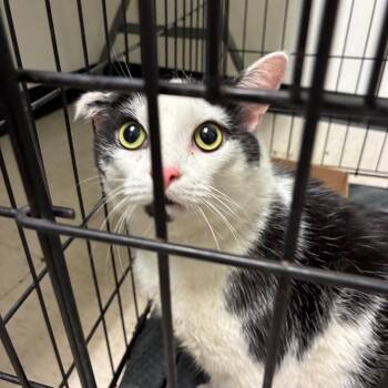 Moo Moo -  Domestic Short Hair Cat for Adoption in Philadelphia, Pennsylvania - Moo Moo | PetCurious