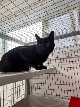 Tyson -  Domestic Short Hair Cat for Adoption in Brookings, Oregon - Tyson | PetCurious