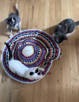 Pigtails -  Domestic Short Hair Cat for Adoption in Trenton, New Jersey - Pigtails | PetCurious