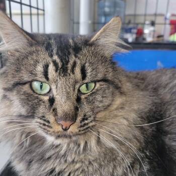 Raj -  Domestic Long Hair Cat for Adoption in Raymond, Washington - Raj | PetCurious