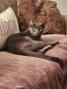 Tony, lover boy -  Russian Blue Cat for Adoption in Mission Viejo, California - Tony, Lover Boy | PetCurious