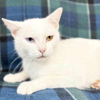 Mama Bobbie -  Manx Cat for Adoption in Mt. Juliet, Tennessee - Mama Bobbie | PetCurious