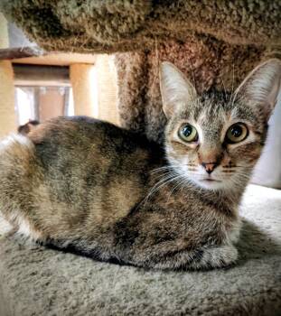 Domestic Short Hair Cats Available for Adoption - Matilda | PetCurious