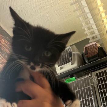 Domestic Short Hair Cats Available for Adoption in Summerlee, West Virginia - Shu-Bootie | PetCurious