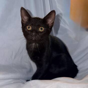 Boo -  Domestic Short Hair Cat for Adoption in Huntsville, Alabama - Boo | PetCurious