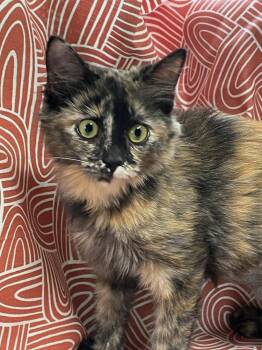 Luna -  Domestic Long Hair Cat for Adoption in Omaha, Nebraska - Luna | PetCurious