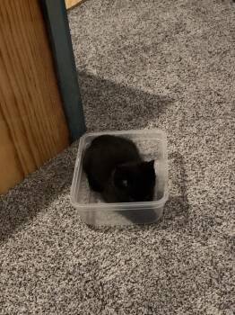 Domestic Medium Hair Cats Available for Adoption in Fort Collins, Colorado - Ramona | PetCurious