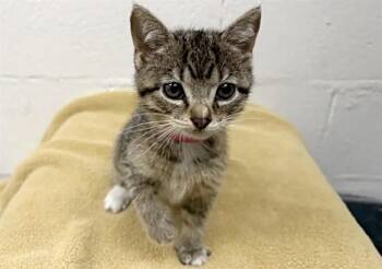 STRIPE -  Domestic Short Hair Cat for Adoption in Brentwood, Missouri - STRIPE | PetCurious