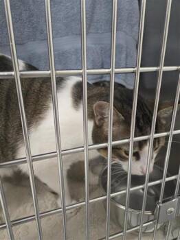 Bug -  Domestic Short Hair Cat for Adoption in Montreal, Quebec - Bug | PetCurious