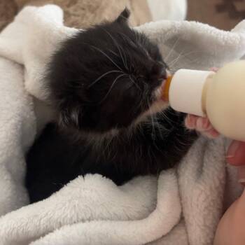 Oreo/ren A26-103 -  Domestic Short Hair Cat for Adoption in Santa Rosa Beach, Florida - Oreo/ren A26-103 | PetCurious