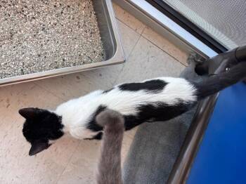 Chip -  Domestic Short Hair Cat for Adoption in Hobbs, New Mexico - Chip | PetCurious