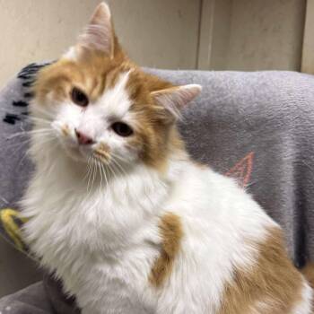 Rescue Domestic Long Hair Cats for Adoption in Visalia, California - Kendan | PetCurious