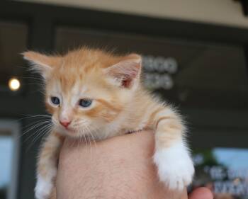Domestic Short Hair Cats Available for Adoption in Pflugerville, Texas - Fidrych | PetCurious