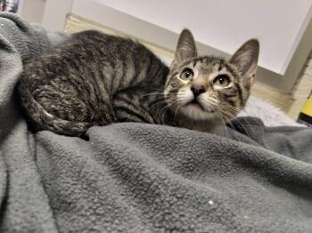 Rescue Tabby Cats for Adoption in Parlier, California - River | PetCurious